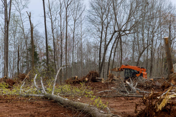 Best Tree Mulching  in Clemson, SC